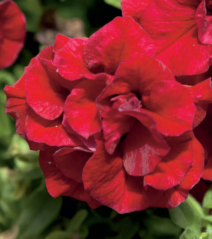 Петуния Сурфиния Дабл Рэд